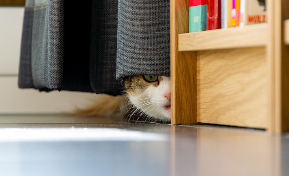 Cat hiding from the negativity in the public and private investing markets in 2022